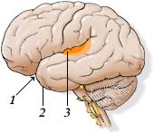 auditory areas of cortex