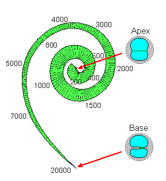The image “http://www.sissa.it/multidisc/cochlea/images/spirale.gif” cannot be displayed, because it contains errors.